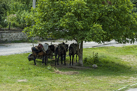 在中巴尔干山脉Dushantsi村的大型胡桃树下放松夏草地和集体马群图片