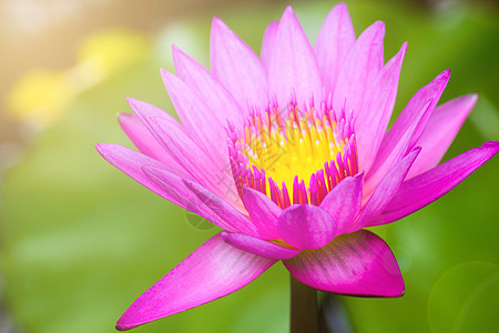 美丽的Watlily 粉红色莲花花植物 在池塘与绿叶背景和阳光图片