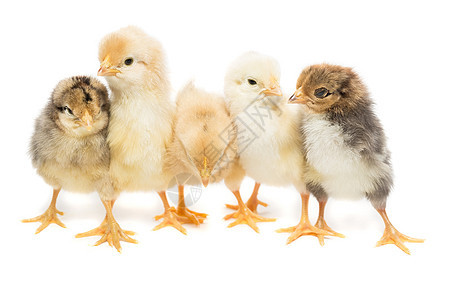 五只白底的鸡婴儿家禽生物小鸡工作室火鸡母鸡新生黄色动物图片