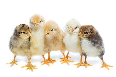 五只白底的鸡宠物新生婴儿小鸡羽毛工作室生物翅膀农场动物图片