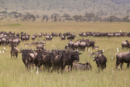 生肖牛在东非坦桑尼亚塞伦盖蒂国家公园放牧的野生动物马拉野兽马赛草原环境移民生态旅游动物哺乳动物野马背景