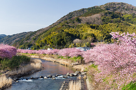 樱和川津市的河流图片