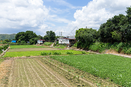 绿野农场风景乡村草原晴天农业场地农村草地植物图片