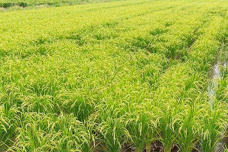 新鲜稻田黄色粮食农村食物叶子收成蓝色植物绿色乡村图片