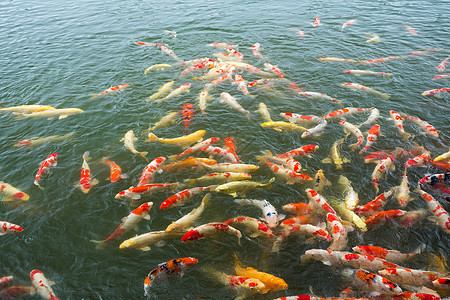 池塘中的碳虾鱼生活农业游泳渔业动物农场钓鱼异国海洋文化图片