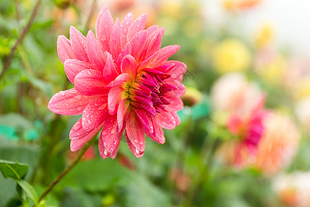 菊花和弦红色相片矮人紫色植物叶子年鉴花朵绿色图片