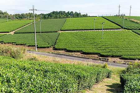 绿色茶菜园农田乡村农场天空场景植物种植园植物群蓝色场地图片