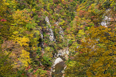 秋天女装日本中野峡谷植物黄色叶子农村悬崖公园森林岩石季节背景