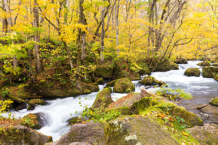 秋天女装Oirase 山流流动旅行溪流森林岩石风景国家农村瀑布季节背景