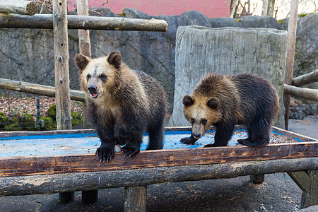 动物园公园熊食物公园动物园村庄孩子旅行游客石头示范荒野图片