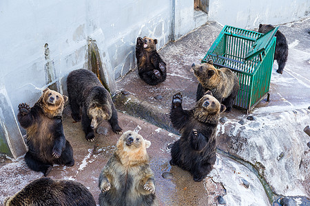 动物园熊农场荒野公园展示地面访问孩子操场小吃森林图片