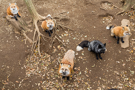 很多红狐狸在找食物图片