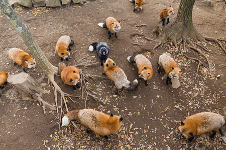可爱的红狐狸在找食物图片