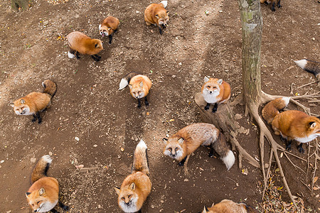 一群狐狸等待食物食肉野生动物公园捕食者哺乳动物动物团体荒野动物园红色图片