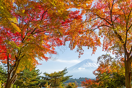 秋天女装富士山 有木林白色植物假期旅行天空顶峰风景红色公吨背景