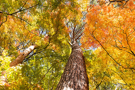 秋天女装秋季的绿树花园黄色树叶叶子公园背景