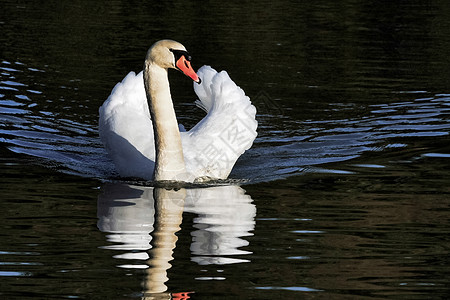 Warnham自然保护区的 Mute Swan Cygnus Olor野鸟蓝色英语水禽涟漪橙子历史成人荒野野生动物图片