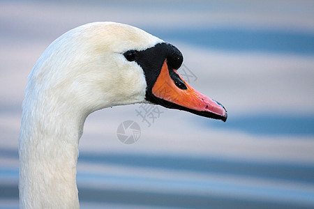 Warnham自然保护区的 Mute Swan Cygnus Olor蓝色荒野水禽历史眼睛黑色动物群白色聚光灯野生动物图片