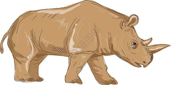 北部白犀牛平面绘图手绘绘画犀牛图片