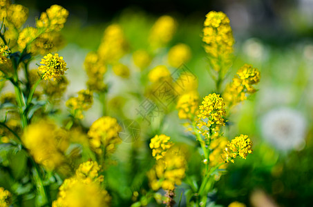 野生黄黄色青毛露天花朵花科草本植物天空火箭天蓝色植物群植物圆锥花序芥菜宏观图片