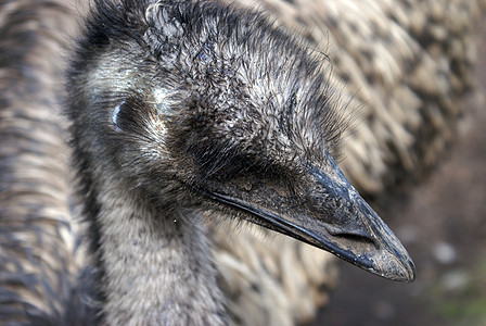 Emu 面部特写图片