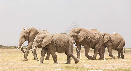 肯尼亚安博塞利国家公园野象群领导者大草原马赛獠牙厚皮力量动物荒野母亲象牙图片