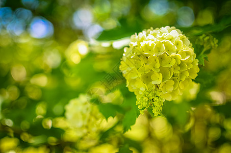 白黄金色月光花Annabelle花朵灌木植物群婚礼宏观叶子白花衬套乔木蓝色季节图片