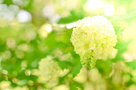 白黄金色月光花Annabelle花朵乔木蓝色宏观花瓣白花衬套灌木叶子奶油植物群图片