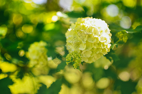 白黄金色月光花Annabelle花朵植物群花园园艺宏观乔木奶油衬套花瓣季节蓝色图片