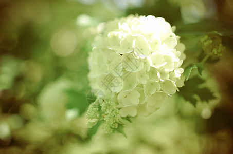 白黄金色月光花Annabelle花朵衬套灌木花园蓝色季节乔木植物婚礼园艺植物群图片