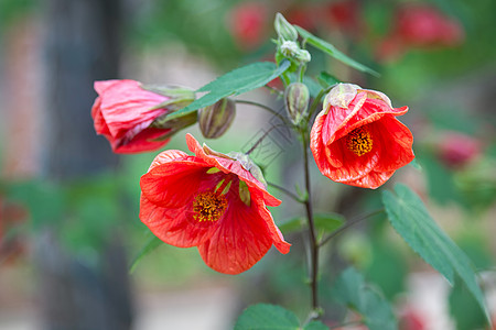 索诺马谷卡利佛的石榴花花(Punica 颗粒L)图片