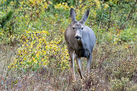 Mule Deer Hemionus奥德库尔休斯草原生物生态野生动物反刍动物食草哺乳动物树木骡子动物群图片