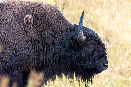 美国野牛 Bison 野牛外套喇叭草原野生动物牛角食草动物生物旅行格式图片