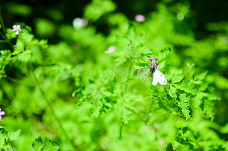 小白菜蝴蝶花上白色草地紫色场地宏观昆虫野生动物植物动物花蜜青虫图片