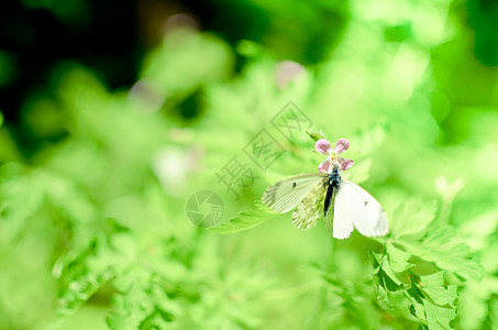 小白菜蝴蝶花上白色花蜜公园紫色昆虫草地场地环境野花宏观植物图片