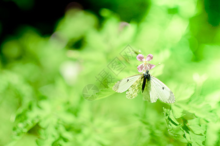 小白菜蝴蝶花上白色花粉草地青虫紫色野生动物动物公园昆虫环境花园图片