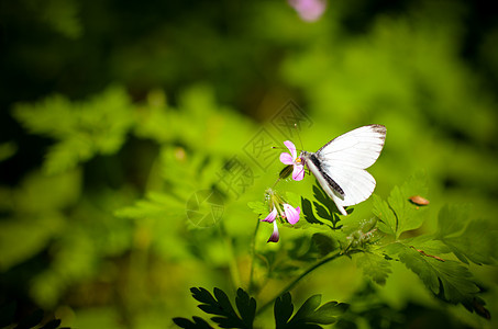 小白菜蝴蝶花上白色场地野花花粉草地翅膀植物动物野生动物公园花园图片