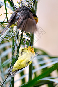 黑颈织物鸟类女性羽毛斗争脖子黄色黑色格式织工绿色图片