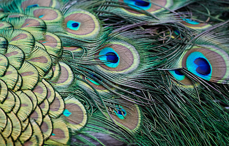孔雀组织脖子白色彩虹色动物群野生动物花园鸡冠花羽毛绿色历史背景图片