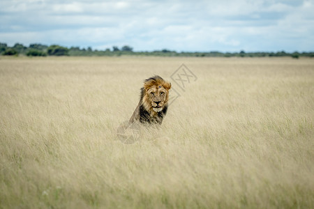大雄狮坐在高草地上荒野力量哺乳动物豹属食肉丛林猫科领导者旅行动物图片