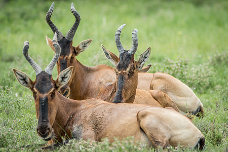 红酒集团在草地上躺下摄影马赛喇叭生态食草动物大草原平原动物群草原图片