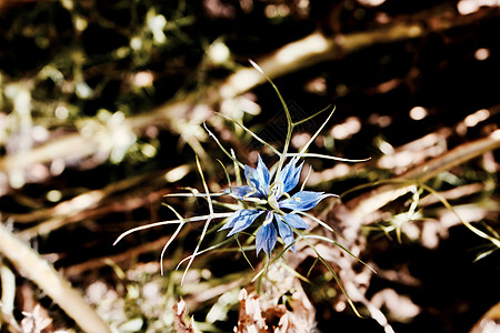 蓝花背景花园太阳叶子植物荒野背景图片