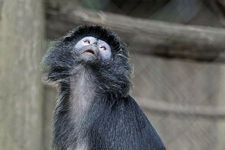 黑章卡普琴猴图片