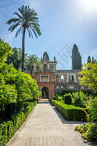 欧洲西班牙塞维利亚的alcazar花园棕榈树图片