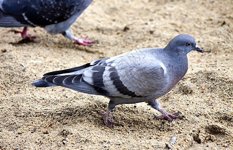 年轻雌鸽子在沙滩中村庄荒野自由食物蓝色野生动物翅膀羽毛生活动物图片