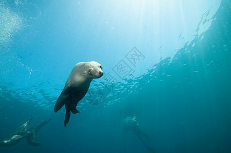 加利福尼亚海狮群居游泳蓝色脚蹼潜水海洋渠道哺乳动物尾巴漩涡图片