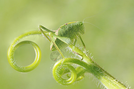 高角翼Katydid 微中子短翅曲线昆虫漏洞植物卷曲触角菱形蟋蟀腹部图片