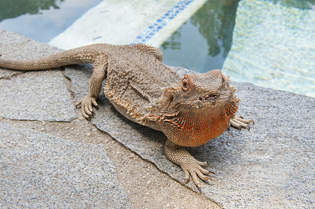 围在池边的宠物胡须龙Pogona蜥蜴休息情调动物身体地面胡子异国泳池尾巴爪子图片