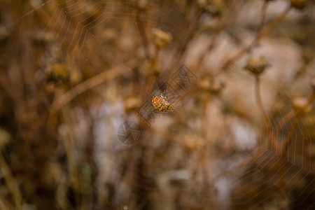 坐在蜘蛛网中间的橙色蜘蛛上贴近了荒野网络蛛网环境生物织工花园漏洞昆虫脊椎动物图片