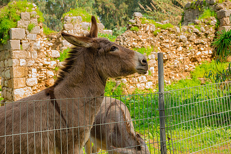 金属栅栏后面的驴子草地铁丝网农场农村宠物哺乳动物公园动物场地眼睛图片
